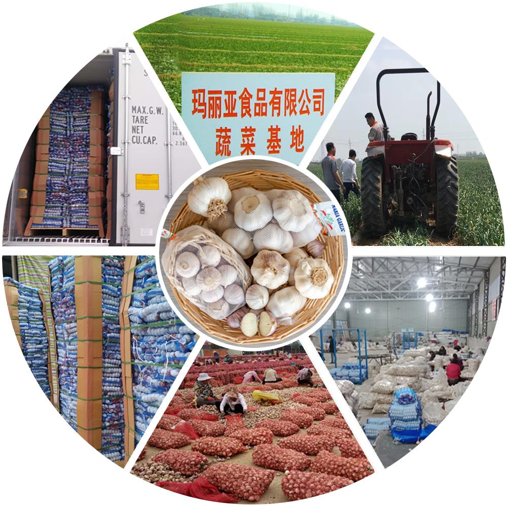 Garlic flow chart photo1